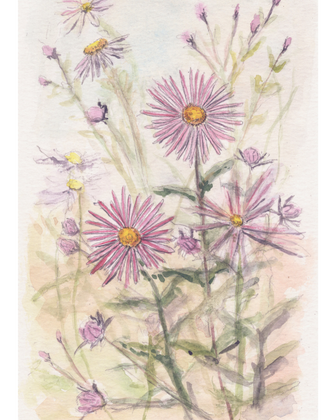 The Aster | 1 of 100 Art Print Series (September 2025)