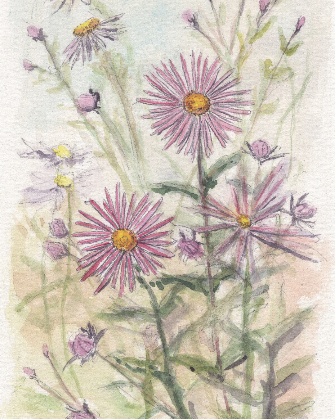 The Aster | 1 of 100 Art Print Series (September 2025)
