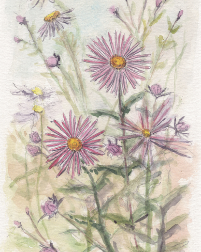 The Aster | 1 of 100 Art Print Series (September 2025)
