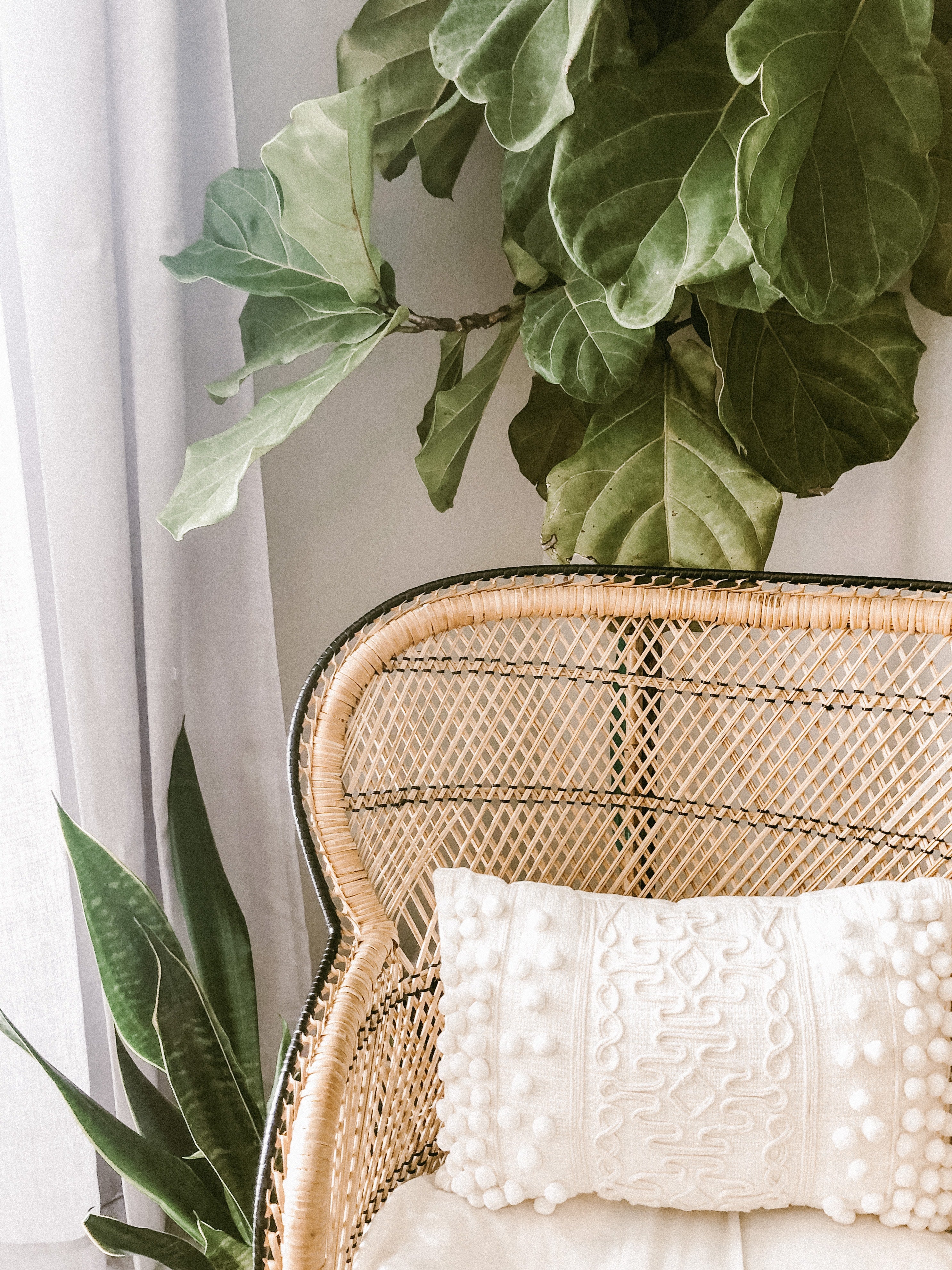 Whicker Chair with white cushions and a plant in front of a window and white wall. 