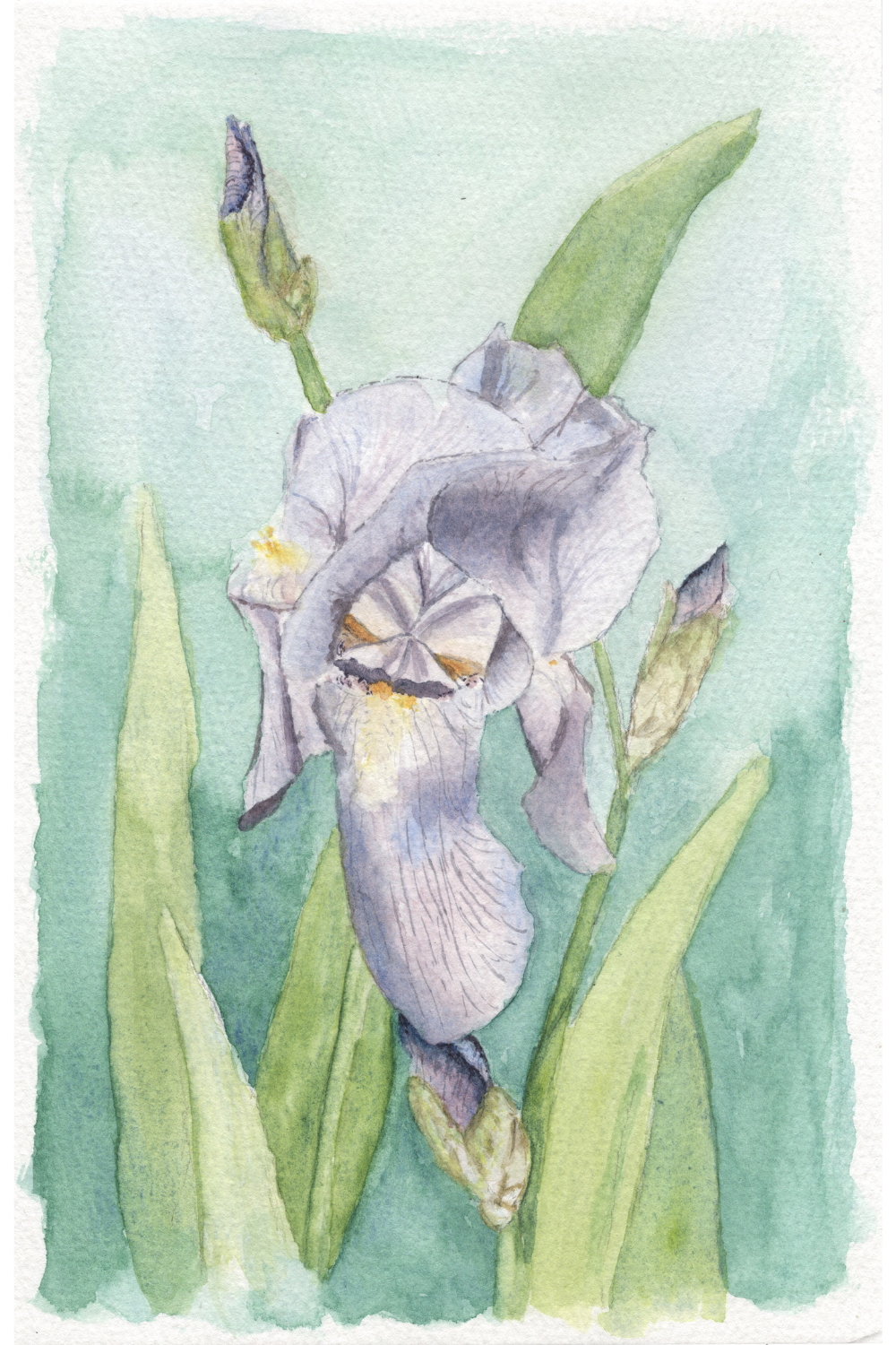 The Iris| 1 of 100 Art Print Series (February 2026)
